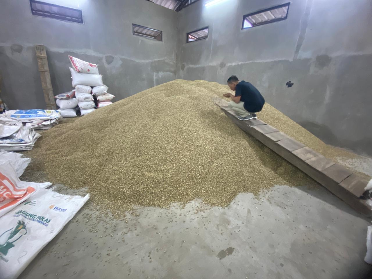 Green coffee beans drying on raised beds, Central Java