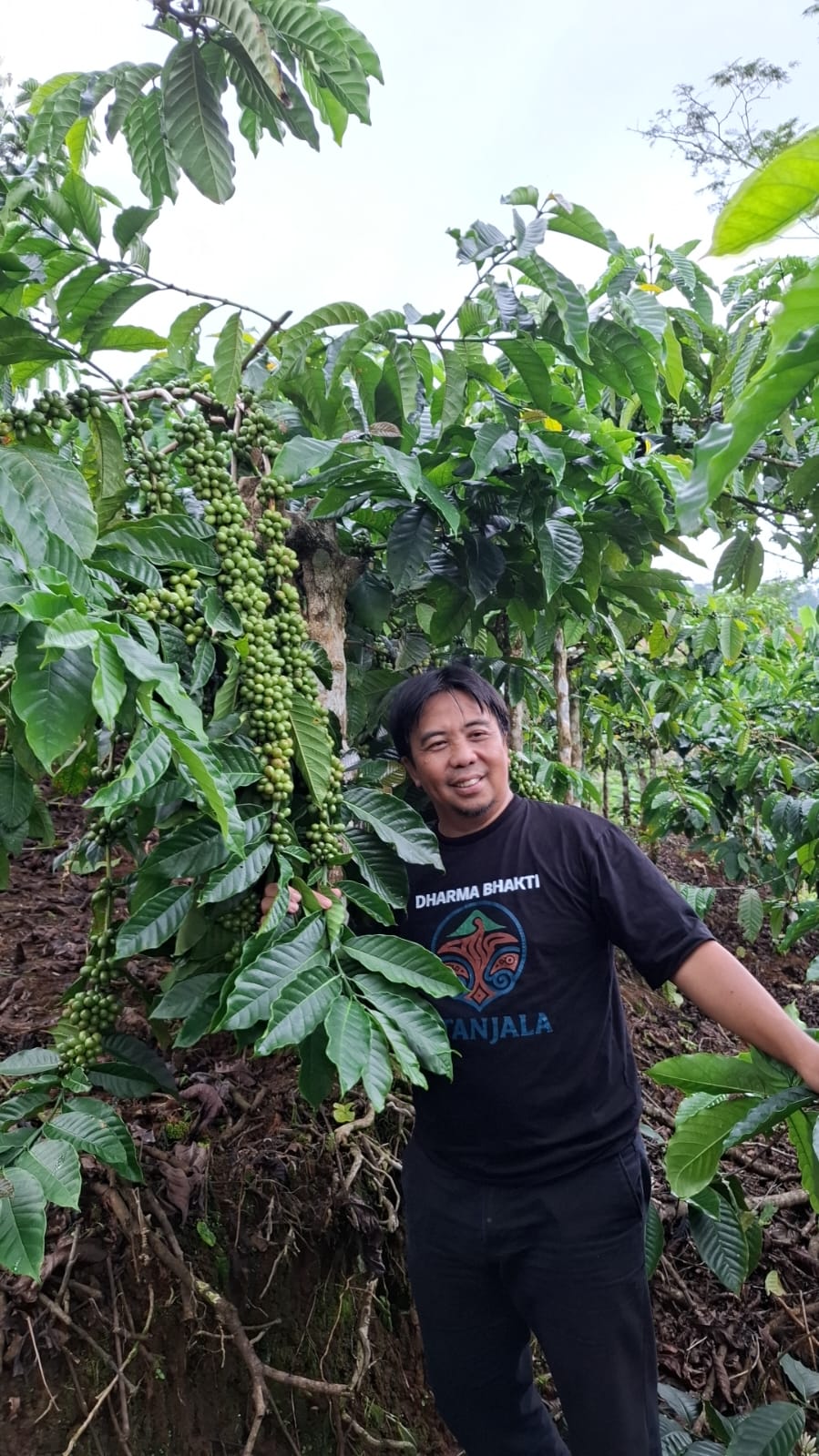Coffee farmer harvesting red coffee cherries on the slopes of Mount Slamet, Central Java
